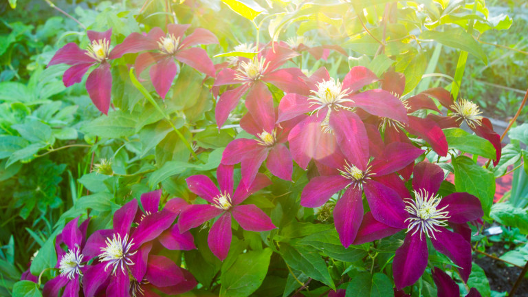 3 растения, които да подрежем през януари за по-добро развитие през лятото