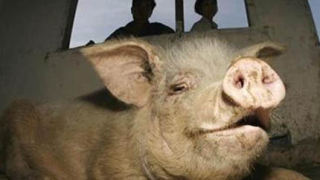 Египетски фермери се бият с полицаи в защита на свинете си 