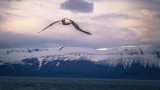 Арктика вече "не е безопасен пристан" за гнездене на птици