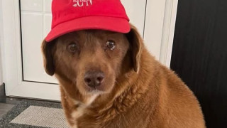 Боби - най-старото куче в света, което навърши 31 години