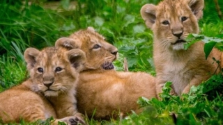 Пет лъва успяха да избягат за кратко от клетката си