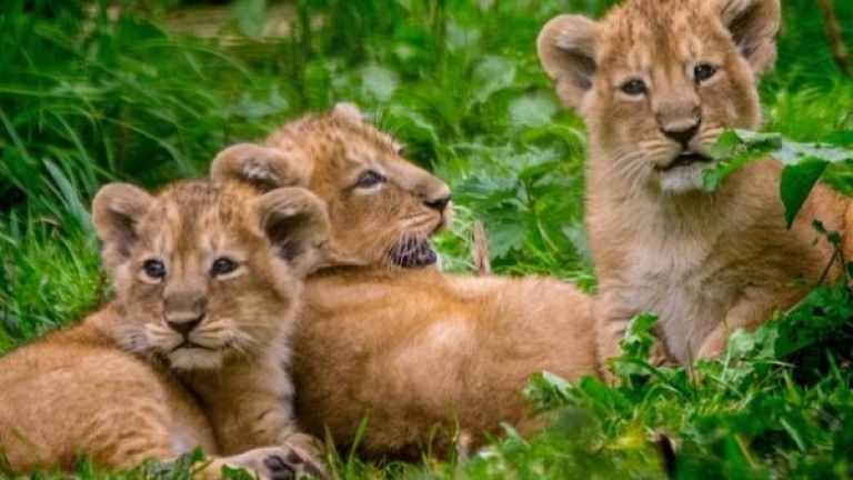 5 лъва избягаха от клетките си в зоологическа градина в Австралия