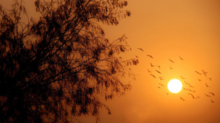 Мъртви птици "заваляха" и в Швеция