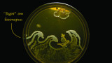  Микробиолози основават шедьоври от бактерии 