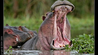 Hypo Real Estate спасена на косъм