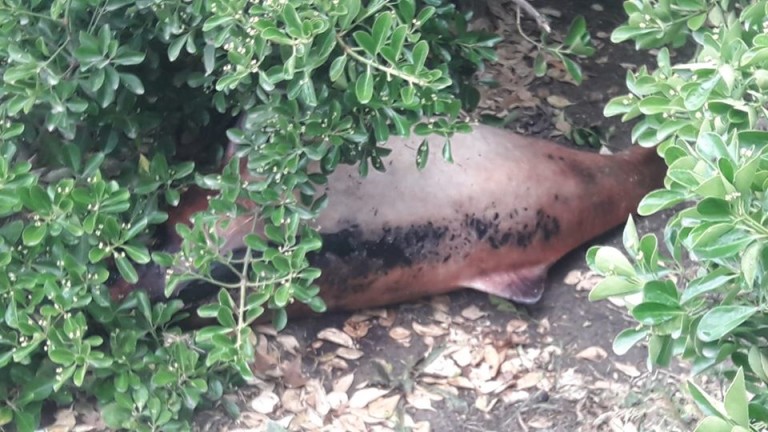 Намериха мъртъв делфин на варненска спирка