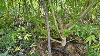 ГДБОП разкри гора от канабисови дървета в Плевенско Това се е