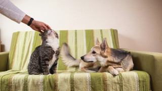 Много от кучешките нагласи които класифицираме като човешки чувства заслужават