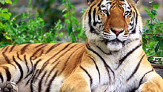 Индия забрани достъпа на туристи до местообитанията на тигрите
