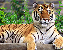 Индия забрани достъпа на туристи до местообитанията на тигрите