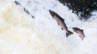 Британските консуматори не трябва да ядат сьомга от Атлантика и треска от Северно море