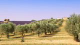 Лошите климатични условия засегнаха 6 милиона маслинови дървета в района на Халкидики