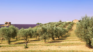 Изследователи изтъкват че икономическите разходи от смъртоносен патоген засягащ маслиновите