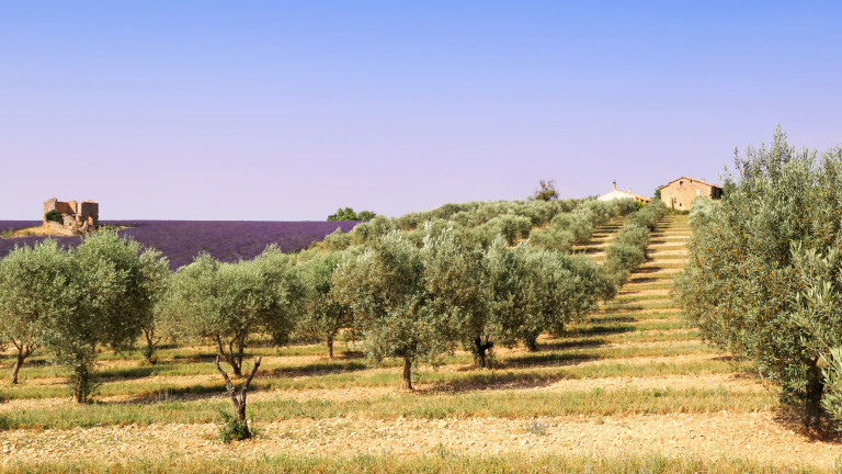 Изследователи изтъкват, че икономическите разходи от смъртоносен патоген, засягащ маслиновите