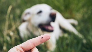 Кои кучета са по-склонни да се заразяват с паразити