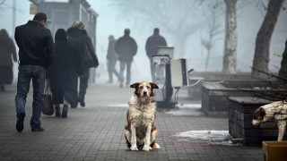 Днес 4 октомври отбелязваме Световния ден за защита на животните