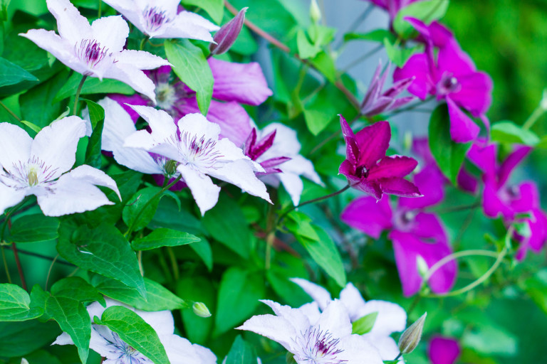 Клематисите имат разновидности