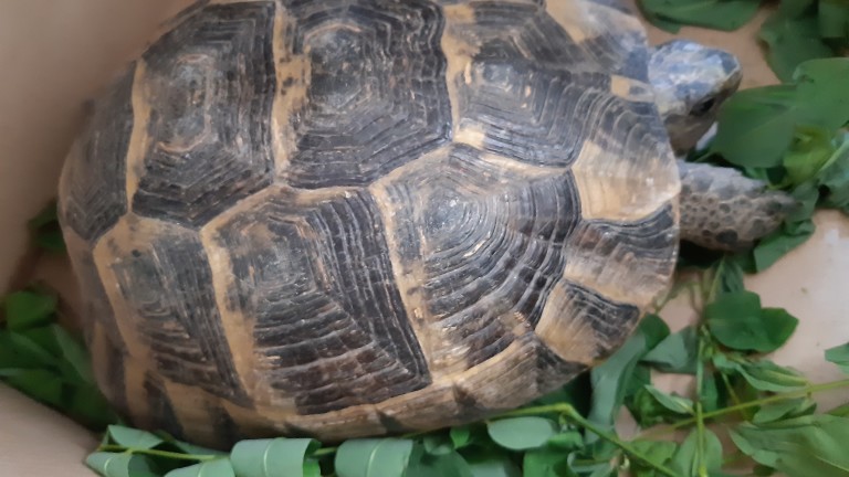 От частен имот на 55-годишният Ц.Г. в Етрополе са иззети