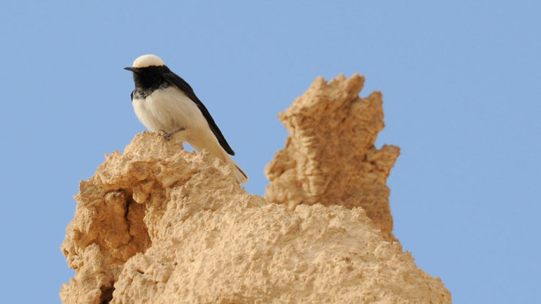 Изображение 407611