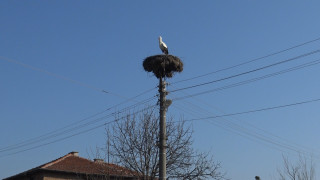 Първият щъркел кацна в Пловдивско преди Баба Марта Предвещаващата пролетта