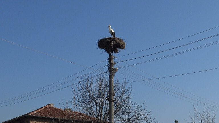 Първият щъркел кацна в Пловдивско преди Баба Марта. Предвещаващата пролетта