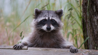 Енотът, който не обича звука на църковни камбани