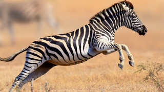 Защо зебрите имат райета 