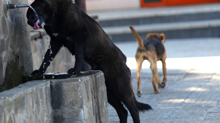 Глутници бездомни кучета тормозят жителите на Исперих