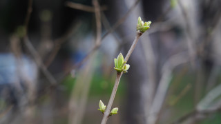 Задържани са извършителите на кражба на 8 000 фиданки люляк