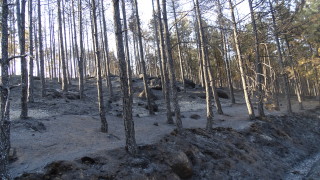 Най-голямата жертва на пожарите е почвата