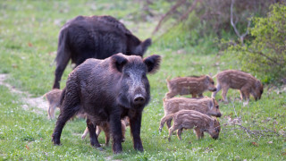 Търсят се начини за опазване на Източнобалканската свиня
