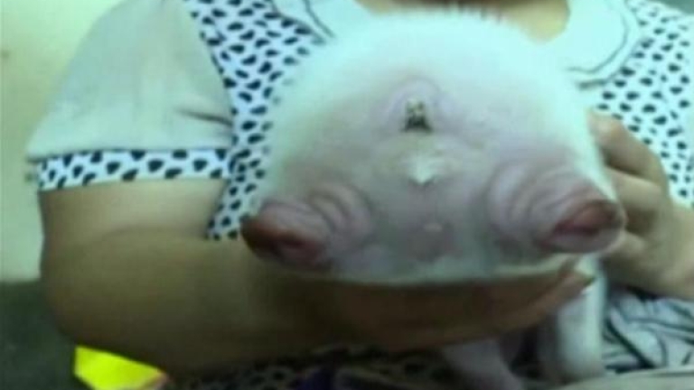 В Китай се роди прасенце с две лица
