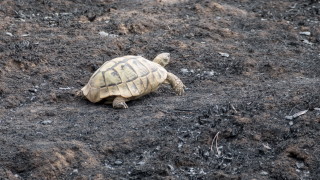 Съдийката, осъдила сочения за кокаинов крал Евелин Банев-Брендо, поема делото за ЕВН, Овчар от Симитли подпалил дефилето