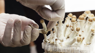 Нова Зеландия одобри употреба за медицински цели на псилоцибин халюциногенно