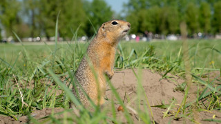 Преместиха колонията от лалугери, намерени при строежа на язовир "Луда Яна"