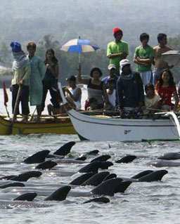 200 делфина заклещени във Филипински залив