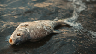 Намален оток и понижен кислород мъчило рибите край Кричим