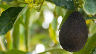 На любителите на авокадо вероятно им е хрумвало че от