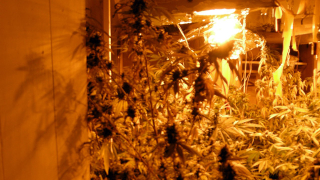 Домашна оранжерия за марихуана разбиха във Варна