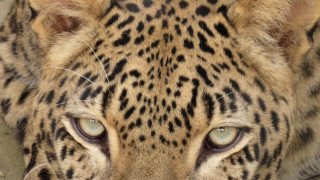 Зоологическата градина в София получи женски персийски леопард от Зоопарк