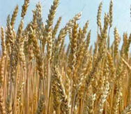Двойно по-ниски добиви от пшеницата в Добрич