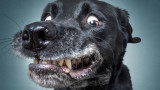 Кристиан Вилер и най-смешните физиономии на кучета