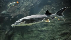 Въвеждат безсрочна забрана за риболов на есетрови видове в Дунав и Черно море