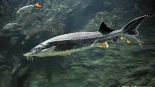 Въвежда се национална забрана за риболов на есетрови видове риби