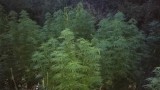  Заловиха двама младежи да берат марихуана в равнища край Свиленград 