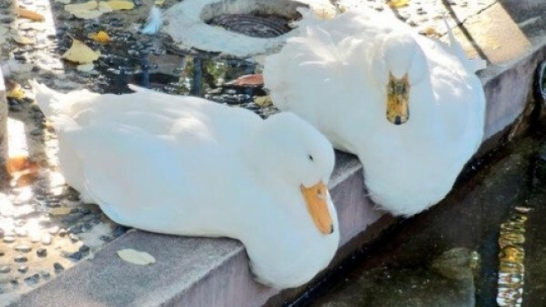 Тези животинки ще ви разтопят (СНИМКИ)