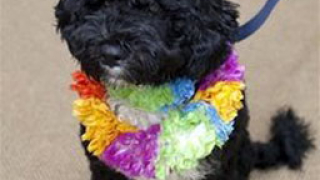 Домашни любимци "излапаха" 58 млрд. долара в САЩ