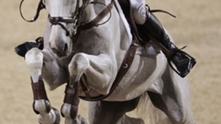 Грък спечели изпитанието за млади коне в Божурище