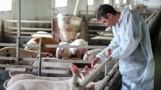 Ограниченията за търговия със свинско месо в област Варна наложени
