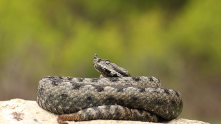 Прокуратурата във Велико Търново разследва сигнал за незаконно отглеждане от